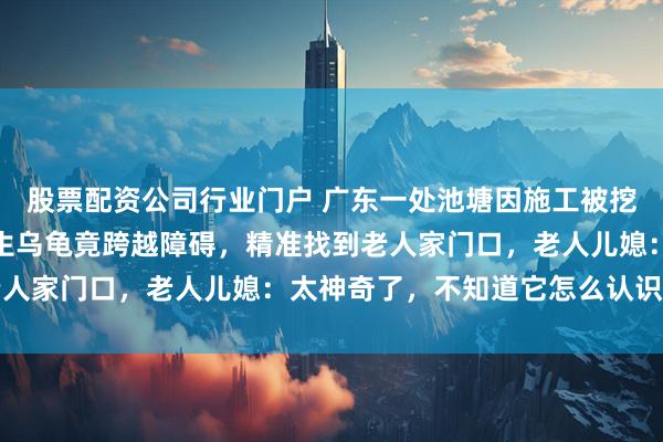 股票配资公司行业门户 广东一处池塘因施工被挖，一只常被人投喂的野生乌龟竟跨越障碍，精准找到老人家门口，老人儿媳：太神奇了，不知道它怎么认识路的